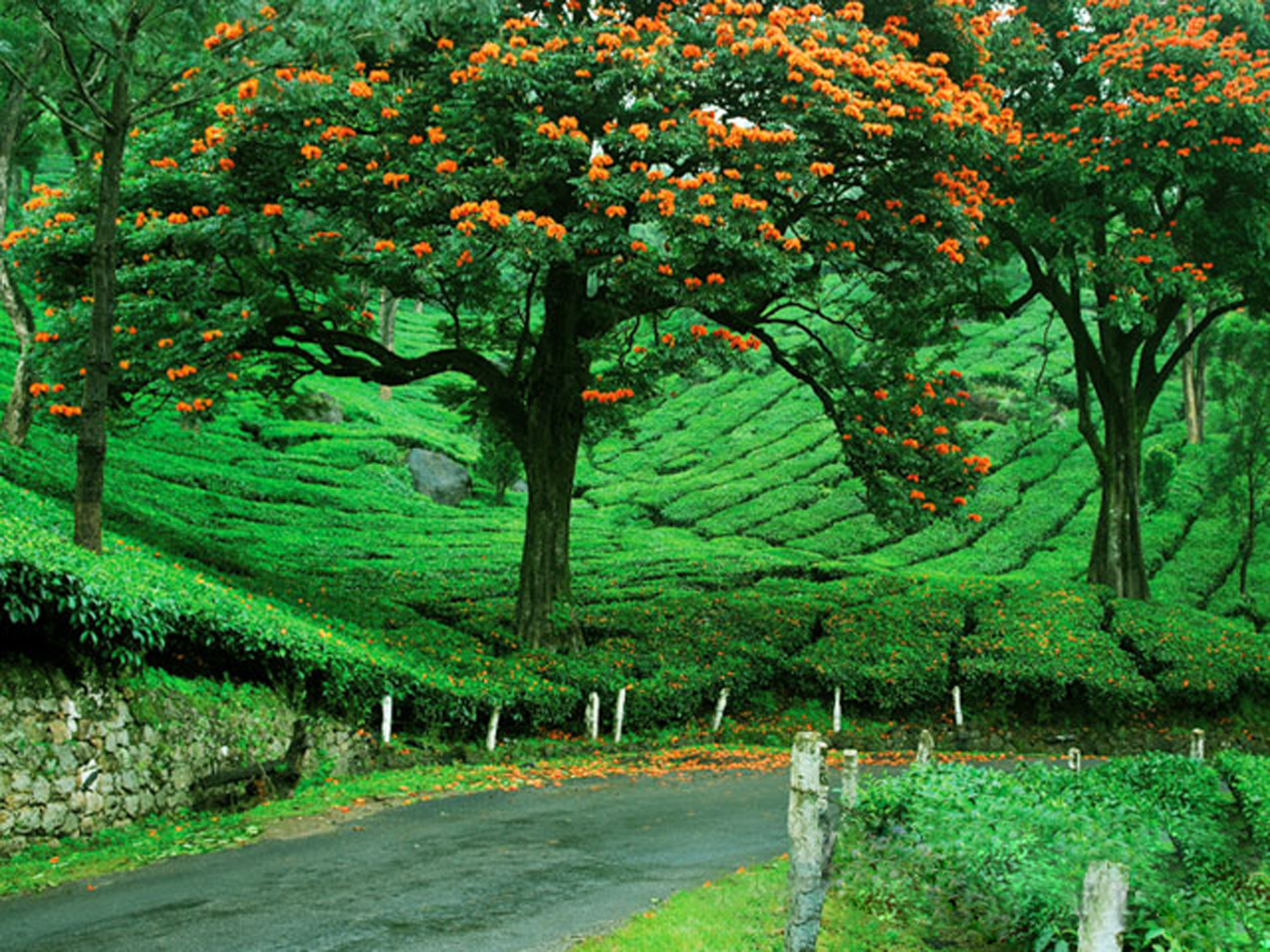 Cochin- Munnar- Alleppey Tour Package